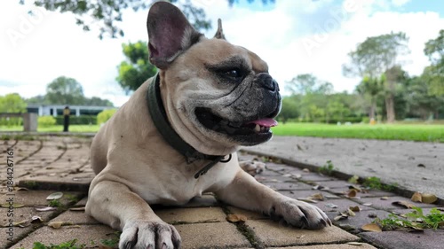 Playful Pug: A charming pug dog gazes at the camera with an open-mouthed smile, the embodiment of a joyful companion. The background blurred.