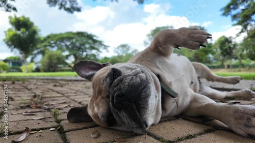 Serene French Bulldog: A French Bulldog rests peacefully, enjoying the tranquility of an outdoor park, exuding a sense of pure contentment and playful relaxation.
