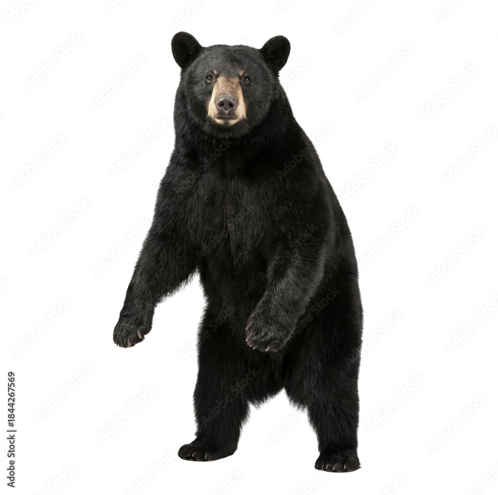 Fototapeta premium American Black Bear Standing Upright Isolated on White Background
