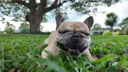 Happy French Bulldog: The French Bulldog basks in the sun, finding serenity in a serene meadow, smiling and showing happiness, symbolizing the joy of pets.