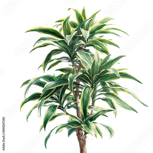 Watercolor painting of Song Of India Dracaena, vector illustration, isolated on white background.