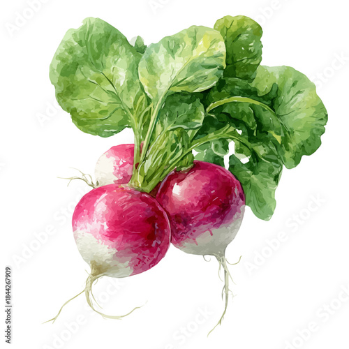 A watercolor painting of Radish, vector illustration on white background.
