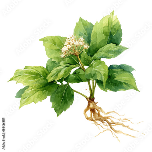 Watercolor painting of Siberian Ginseng, vector illustration, isolated on white background.