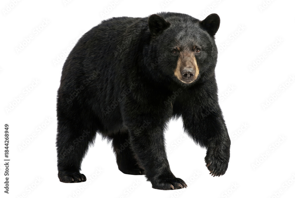 Obraz premium Black Bear Walking Isolated on White Background