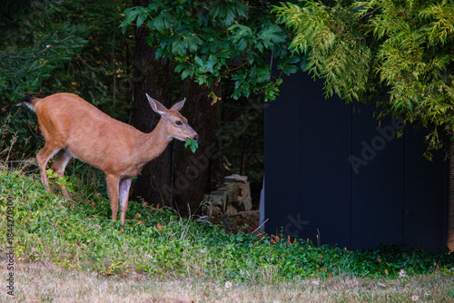 The European roe deer (Capreolus capreolus) In Vancouver island forest, eating leaves