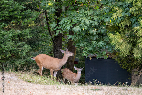 The European roe deer (Capreolus capreolus) In Vancouver island forest