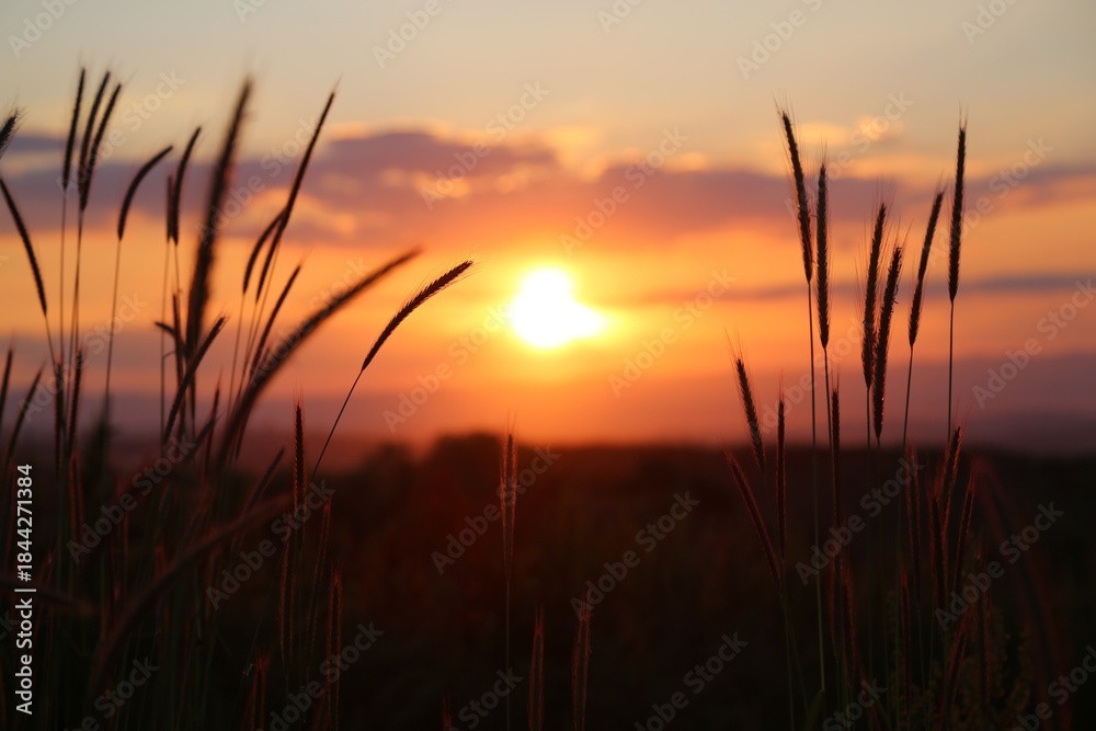 Fototapeta premium sunset in the field