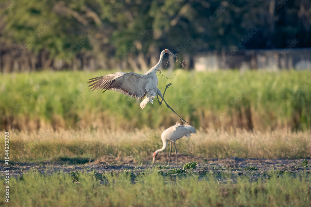 Fototapeta premium Brolga, Antigone rubicunda, Australian native bird, wetland crane, performing its mating ritual dance