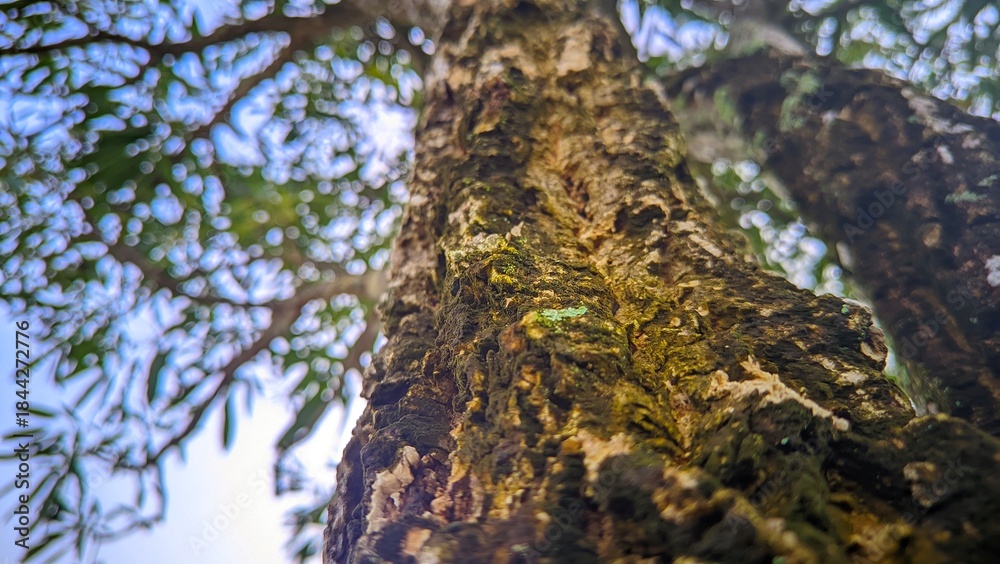 Fototapeta premium tree in the forest