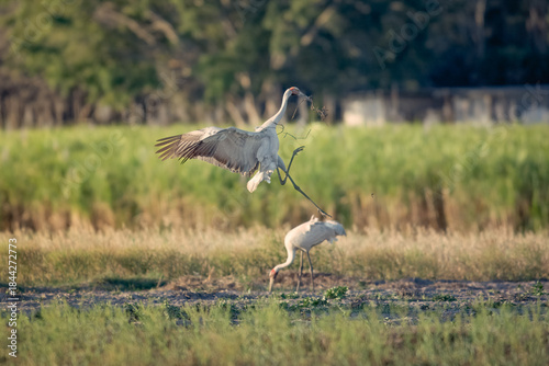 Billede på lærred Brolga, Antigone rubicunda, Australian native bird, wetland crane, performing it