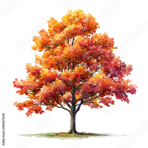 Sugar Maple Tree in watercolor style, vector illustration, isolated on white background.