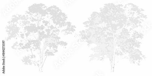 Two silhouetted trees with dense foliage against a plain white background