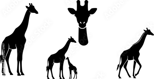 Giraffe silhouette, Giraffe, Giraffe silhouettes, Giraffe vector illustration, Giraffe clipart set