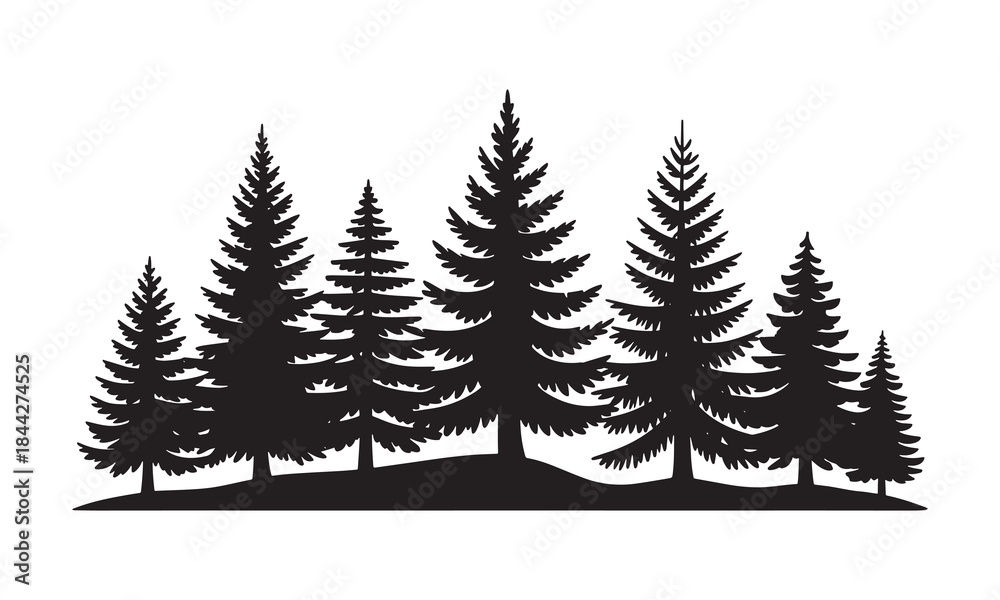 Fototapeta premium Silhouettes of evergreen trees in a forest setting