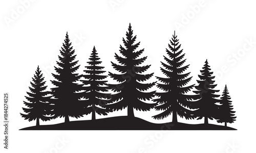 Silhouettes of evergreen trees in a forest setting