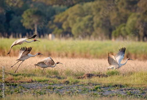 Fotografia Brolga, Antigone rubicunda, Australian native bird, wetland crane, performing it