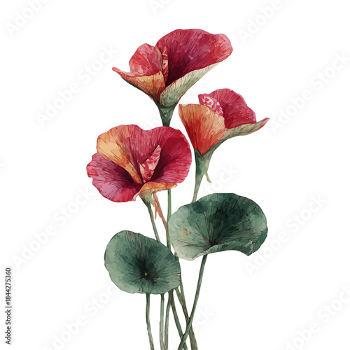 Watercolor-style vector illustration of Velvet Plant, isolated on a clean white background.