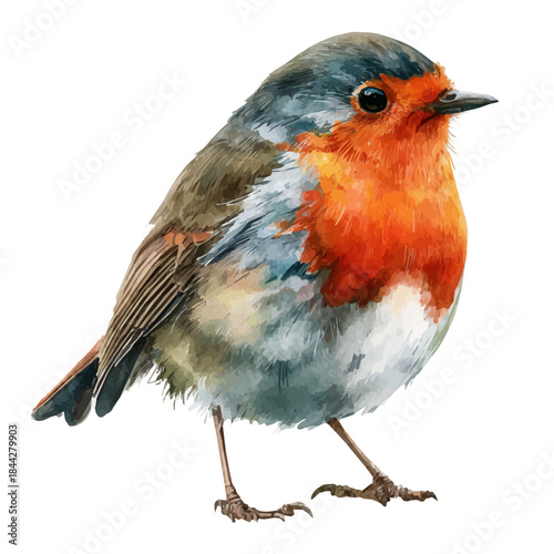 Robin in watercolor style, vector illustration, isolated on white background.