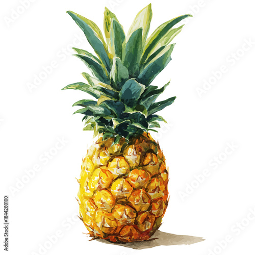 Pineapple, watercolor illustration, vector style, isolated on a white background.