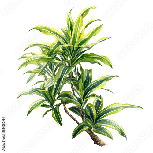 Song Of India Dracaena in watercolor painting style, vector illustration on white background.