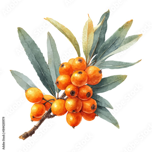 Watercolor illustration of Sea Buckthorn, vector artwork, isolated on white background.