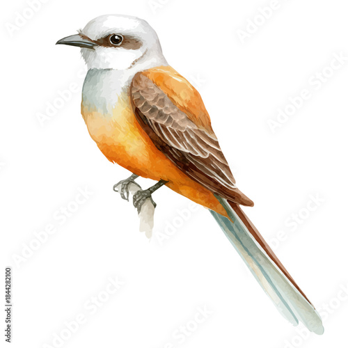 Tableau sur toile Watercolor painting of Scissor-tailed Flycatcher, vector illustration, isolated on white background