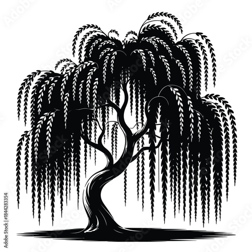 Detailed illustration of a weeping willow tree with cascading branches