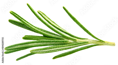 Fresh green rosemary isolated on a transparent background. Rosemary twig top view. Rosemary full macro photo PNG