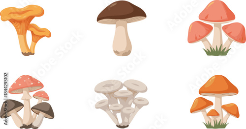 Collection of colorful vector mushrooms featuring various edible and wild fungi types with unique shapes, caps, and natural forest elements.