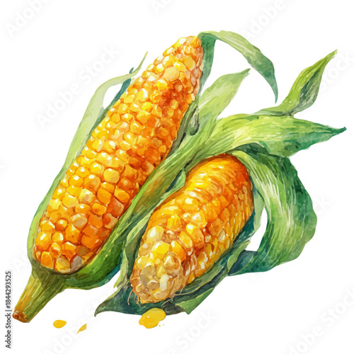 Sweet Corn in watercolor style, vector illustration, isolated on white background.
