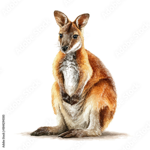Watercolor vector illustration of Wallaby, isolated on white background.