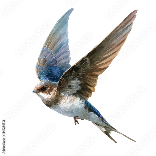 Cuadro en lienzo A watercolor painting of Swift, vector illustration on white background
