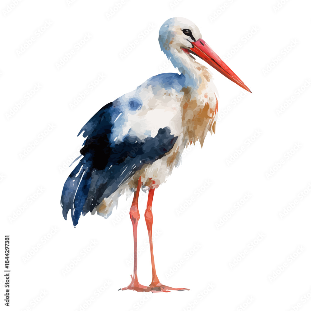 Fototapeta premium A watercolor painting of Stork, vector illustration on white background.