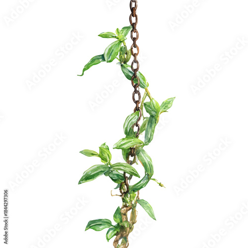 Watch Chain Plant, watercolor painting, vector illustration, isolated on a white background.