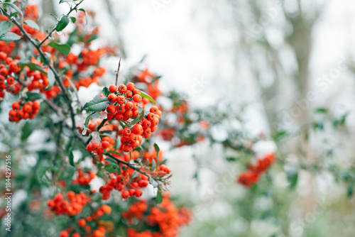 Winter rowan tree close-up. Groups of bright red berries, mountain ash, in the ice, covered in ice. branch of red rowan in winter in snow. place for text. red berries, autumn season