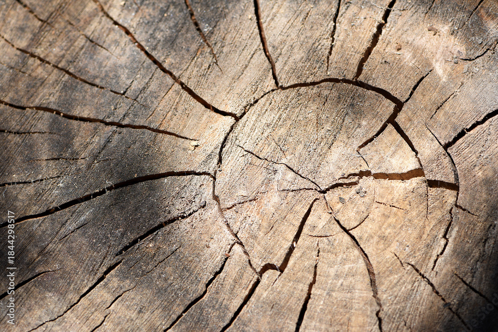 Fototapeta premium Wooden texture old boards. vertical, vintage boards. Stylish background for presentations and text. Abstract texture of old boards. the wood is destroyed. wood texture. knots, imperfect surface