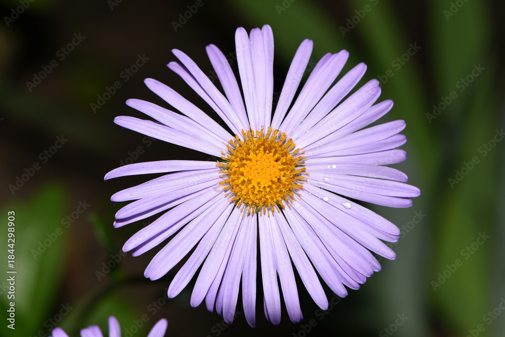 Obraz premium blue chamomile flowers. chamomile with drops after rain, morning dew, moisture on the petals. Beautiful blue flower on a blurred background. delicate purple chamomile with yellow pollen in the center