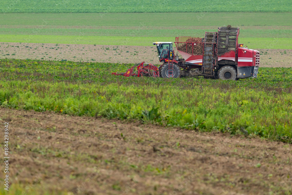 Fototapeta premium Red sugar beet harvester working in Vert Toulon field