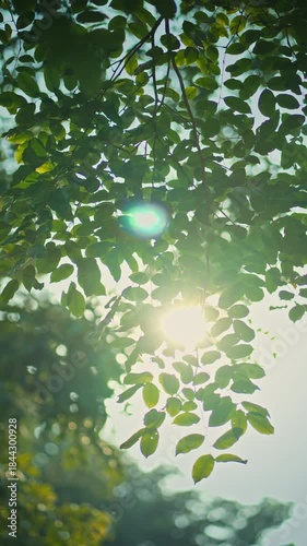 B roll - Green leaves forest in spring morning sunlight, Bright green trees leaves sway in wind, Sun rays break through fresh foliage branch. Bokeh background. Sun shining.
