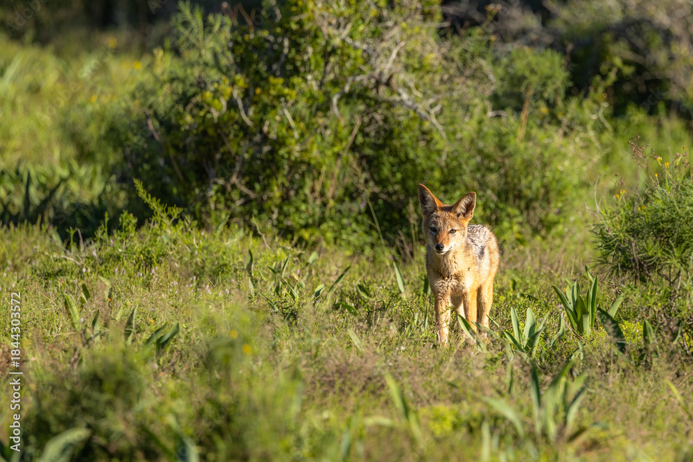 Naklejka premium Black-backed jackal (Canis mesomelas), Shamwari Private Game Reserve, South Africa.