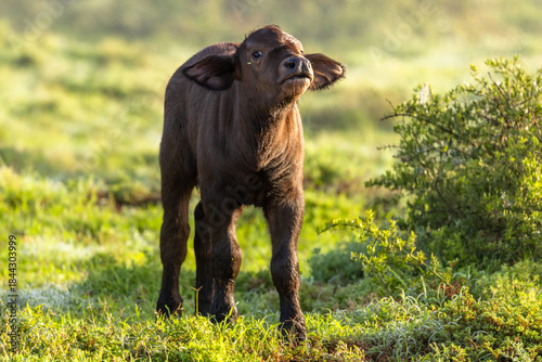 Cape buffalo calf ( Syncerus caffer) smelling, Shamwari Private Game Reserve, South Africa.