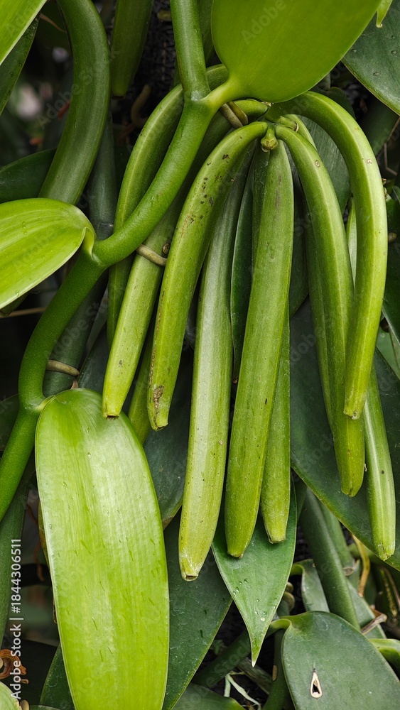 Fototapeta premium Green vanilla pods, still fresh.
