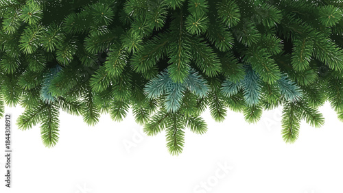 Green pine tree branches hanging down for decoration