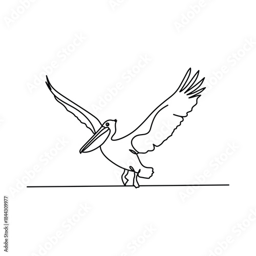 Minimalist Pelican Bird Line drawing. Line art. Illustration