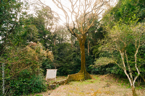 The buttress roots and bottom of the tree trunk of Moreton Bay Fig Tree on Shikoku Island, Japan