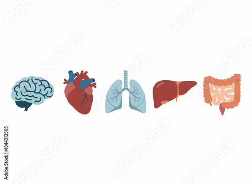 Collection of vital human internal organs in flat vector illustration style, ideal for medical education and health concepts