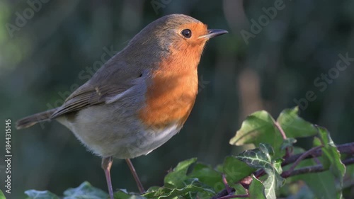 European Robin (Erithacus rubecula) in closeup looking for food among ivy leaves on top of a stone wall. Kent, UK, December. 