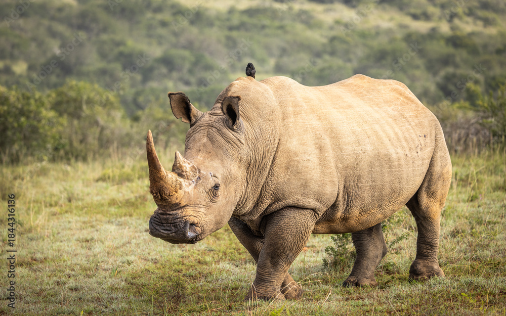 Obraz premium A female white rhinoceros (Ceratotherium simum), Shamwari Private Game Reserve, South Africa.