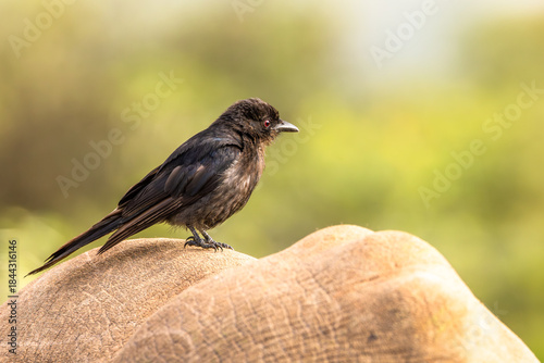 A Fork-tailed Drongo (Dicrurus adsimilis) sitting on a rhino, Shamwari Private Game Reserve, South Africa.