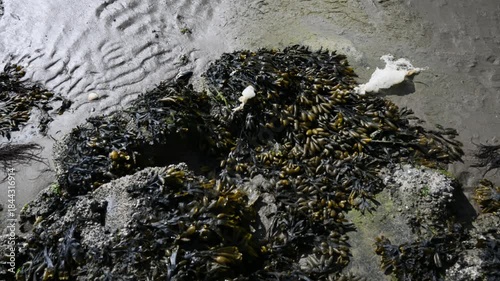 seaweed on a North Sea beach, algae, seaweed, beach, North Sea, Texel Island, Texel, Netherland
